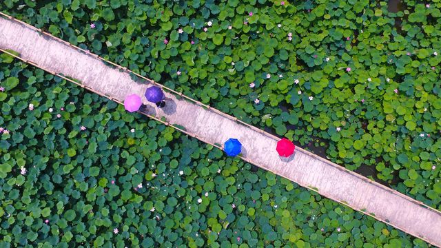 【今日小暑】游客在枣庄市台儿庄区运河湿地公园观赏莲花,中国山东省