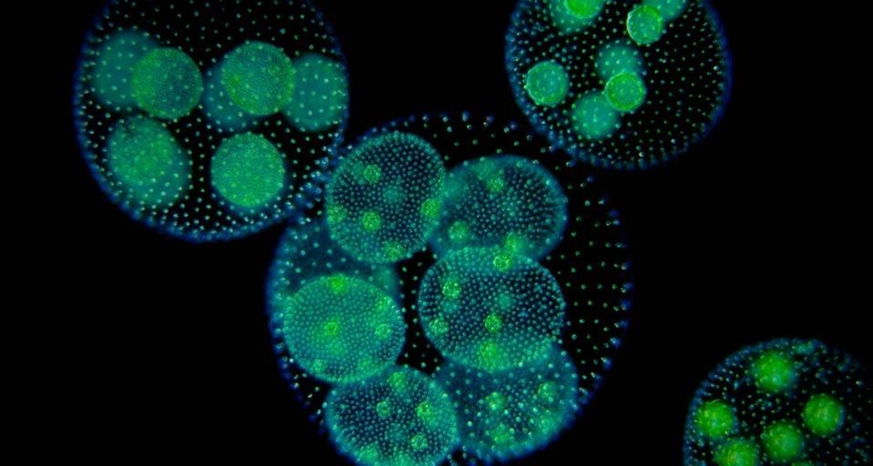 Green Algae