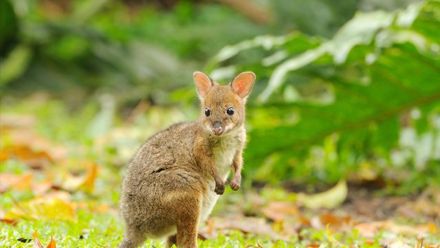 Red-legged Pademelon joey, Queensland, Australia