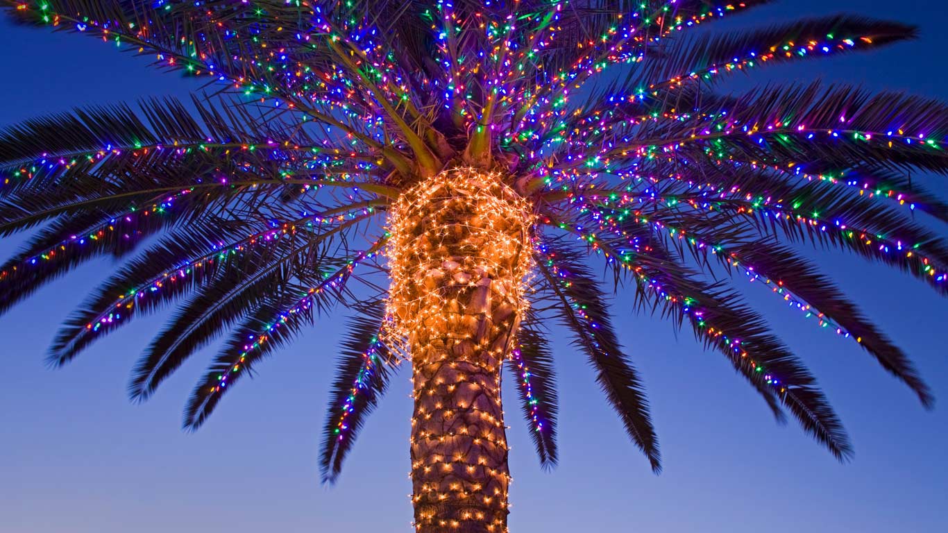 Christmas lights on a palm tree at a winery, Temecula Valley ...