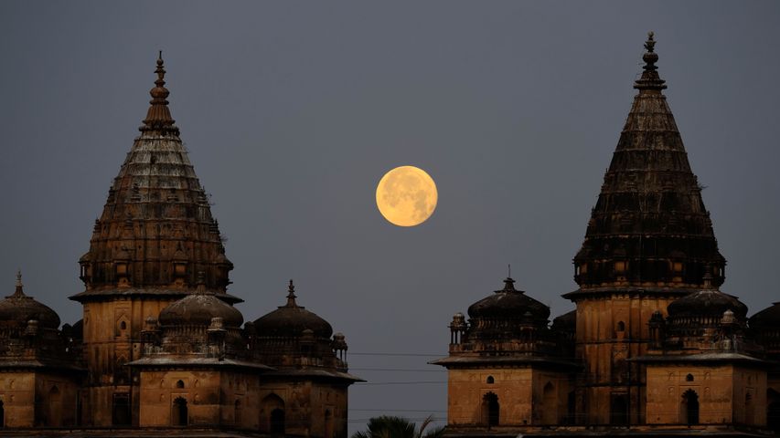 Full Moon set at dawn, behind Cenotaphs, Orchha, Madhya Pradesh, India