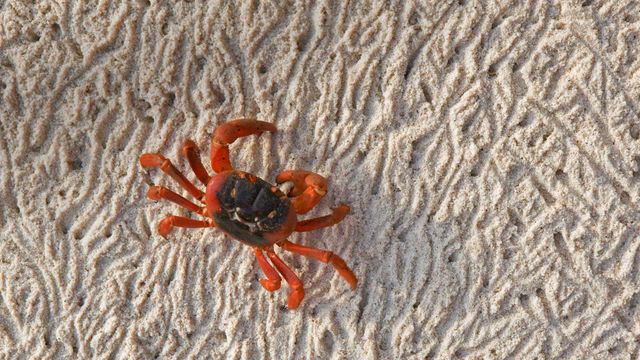 A Christmas Island red crab during its migration