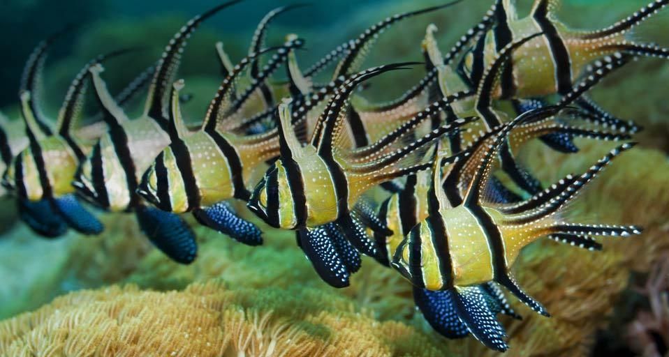 Banggai Cardinalfish, Lembeh Strait, North Sulawesi, Indonesia