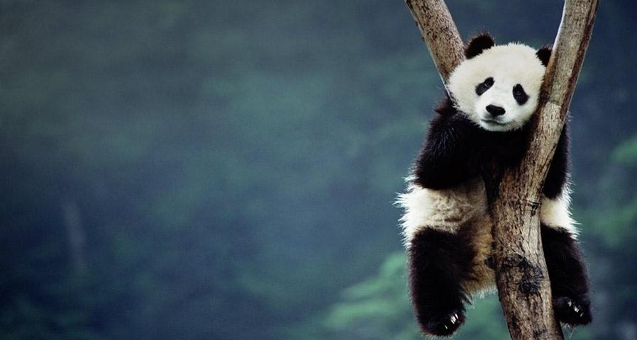 四川卧龙，树上的大熊猫宝宝