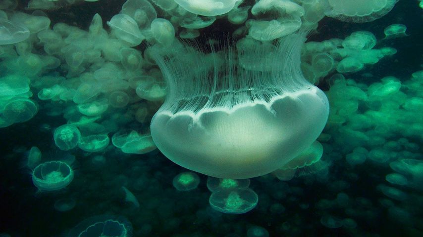 Bloom of moon jellyfish