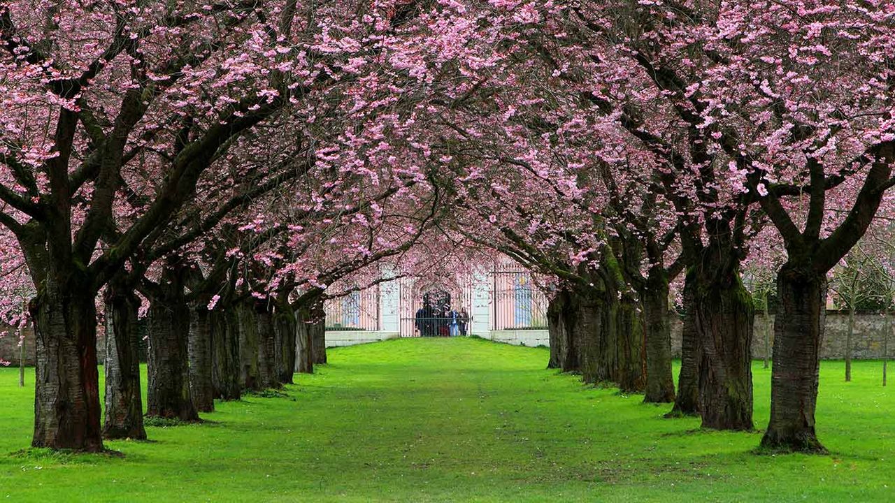 Kirschbaum-Allee im Schlossgarten Schwetzingen, Baden-Württemberg, Deutschland