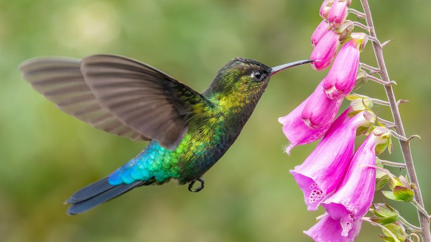Humming along
