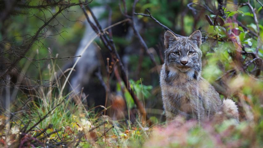 Lynx du Canada, Parc national de Denali, Alaska 