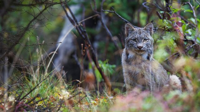 Canada lynx in Denali National Park, Alaska