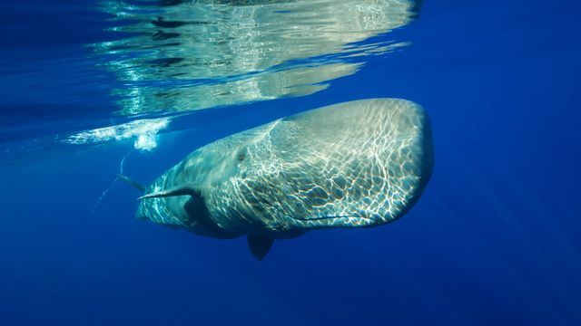 「マッコウクジラ」ポルトガル, アゾレス諸島沖