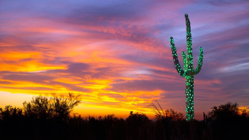 A saguaro cactus decorated with lights in Arizona 