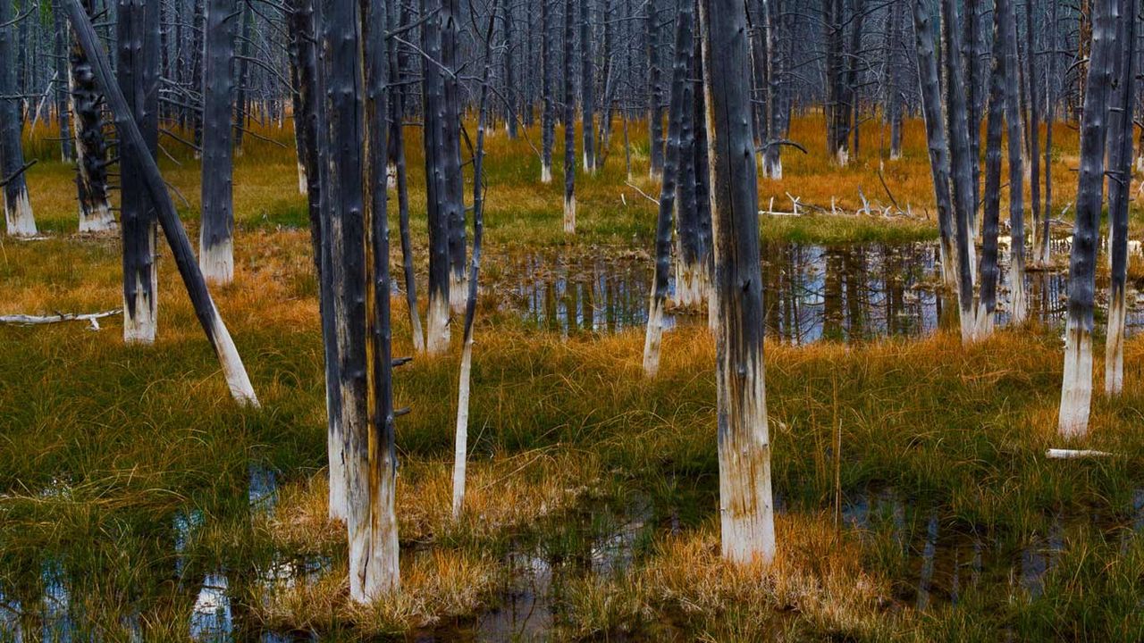 Aftermath of a forest fire in Yellowstone National Park, Wyoming 