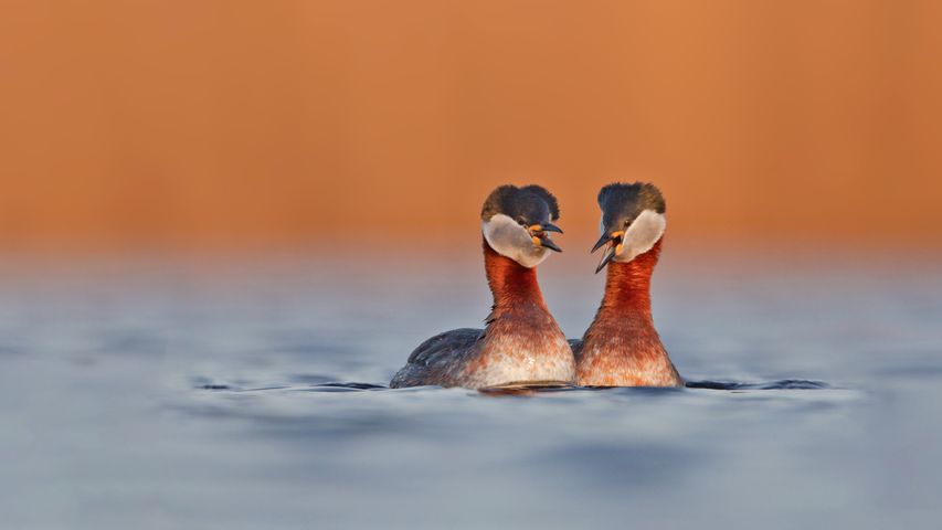 Red-necked grebes, Germany