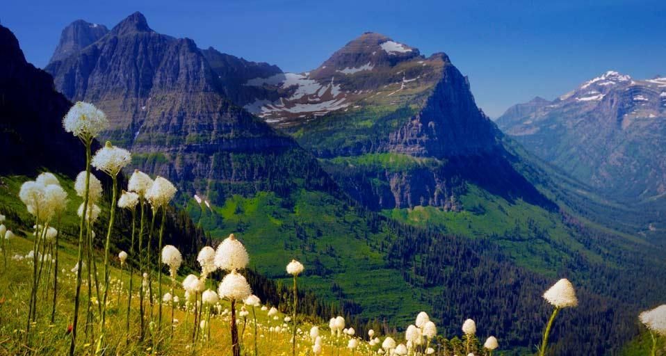 Mount Clemens und Mount Oberlin, Blick vom Highline Trail mit blühendem Bärengras, Glacier-Nationalpark, Montana