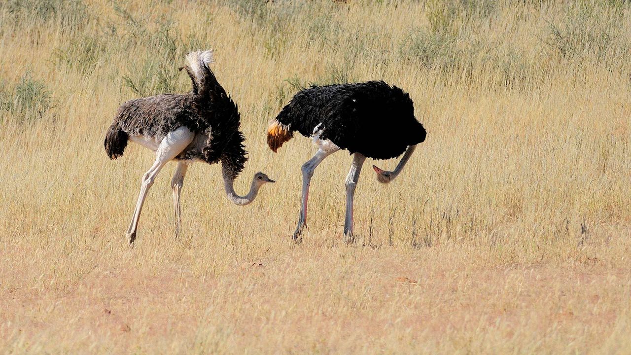 A pair of ostriches courting in Kgalagadi Transfrontier Park, South Africa