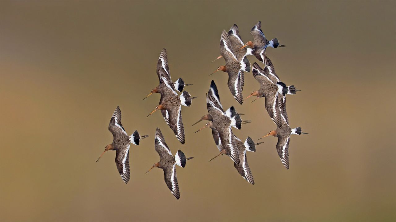 Black-tailed godwits, Netherlands