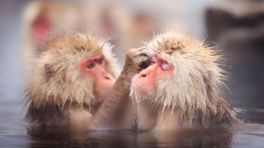 Soaking simians