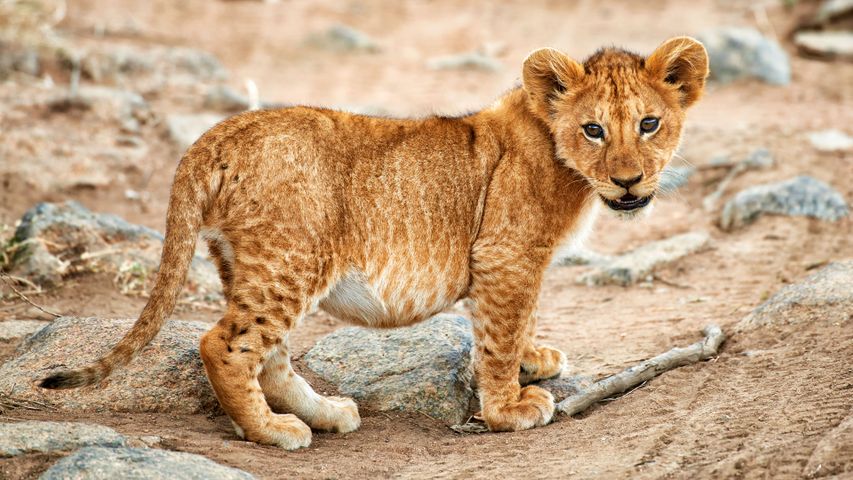 King-size kitten