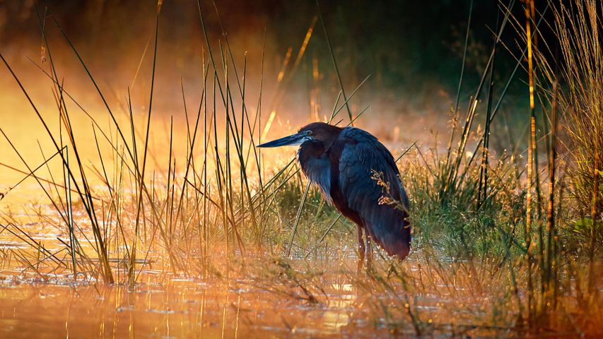 One humungous heron