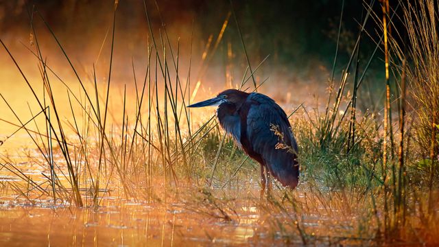One humungous heron