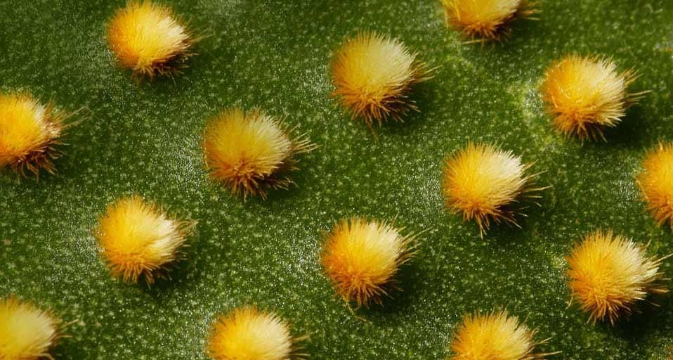 Opuntia, prickly pear cactus