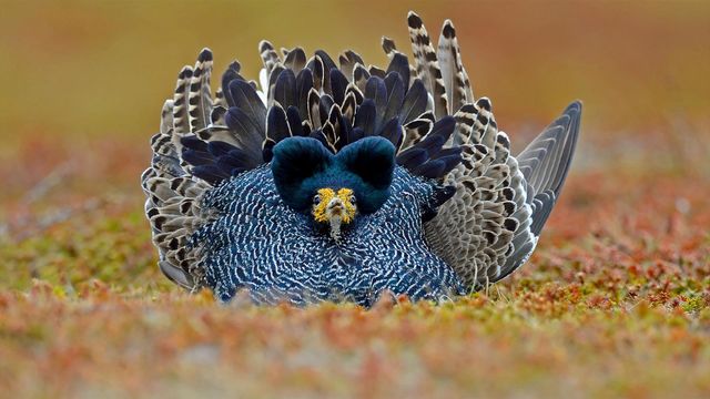 Ruff male displaying on Varanger Peninsula in Norway