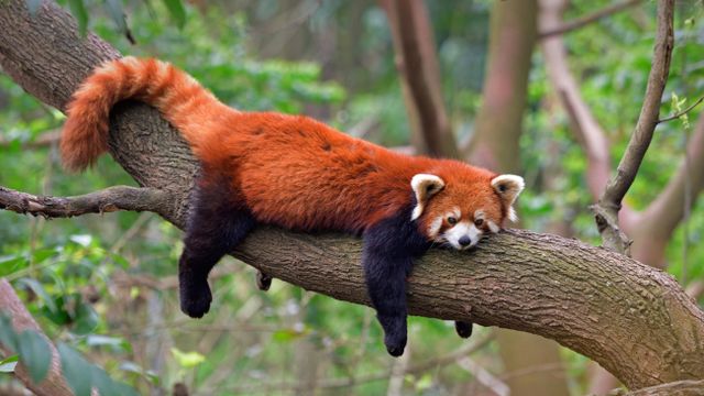 成都ジャイアントパンダ繁殖研究基地のレッサーパンダ｣中国