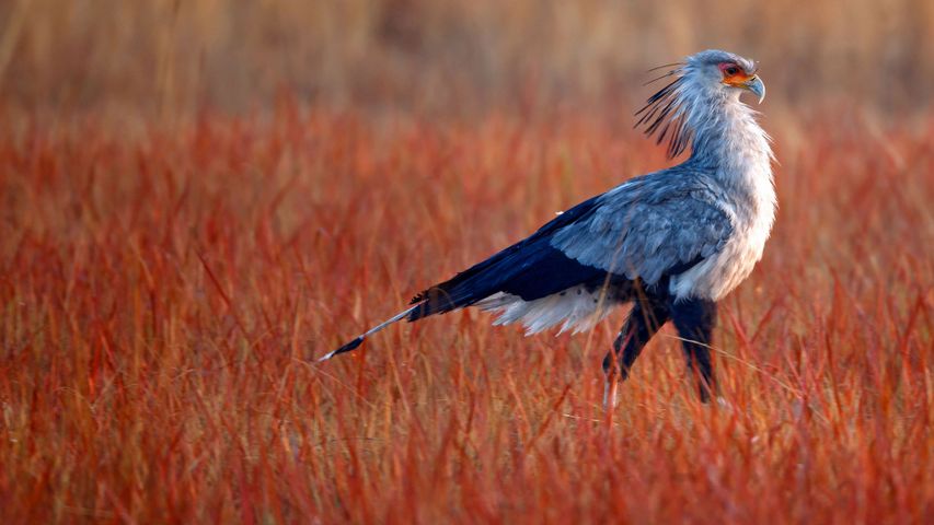 Secretarybird hunting for food in Rietvlei Nature Reserve, South Africa 