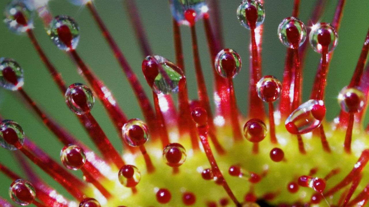 Tentacles of Roundleaved Sundew (Drosera rotundifolia)