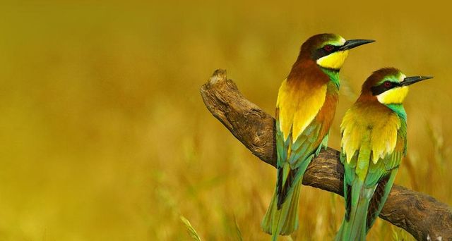 European bee-eaters in Málaga province, Andalusia, Spain