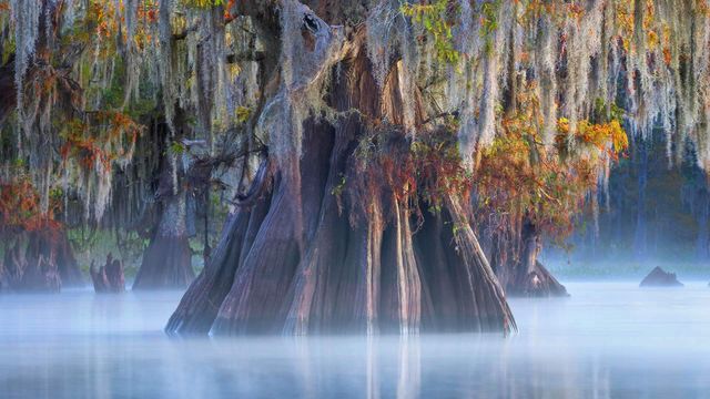 A cypress in the Atchafalaya Basin, Louisiana
