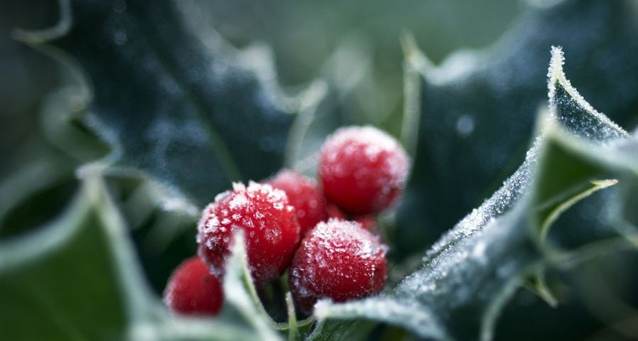 Frosted Holly berries and leaves