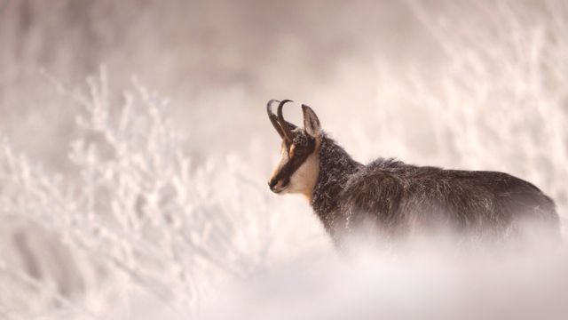 Chamois en hiver en France