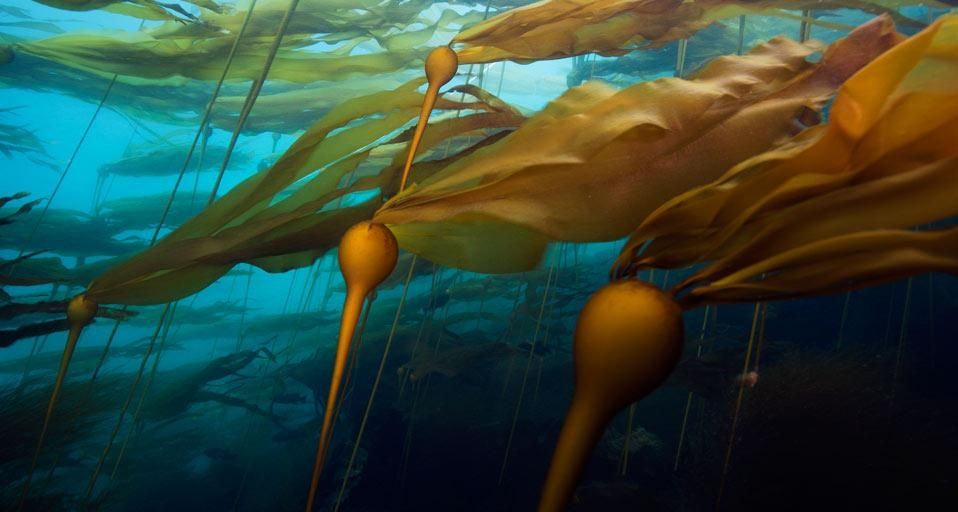 A bull kelp forest off Hussar Point, Browning Pass, British Columbia, Canada