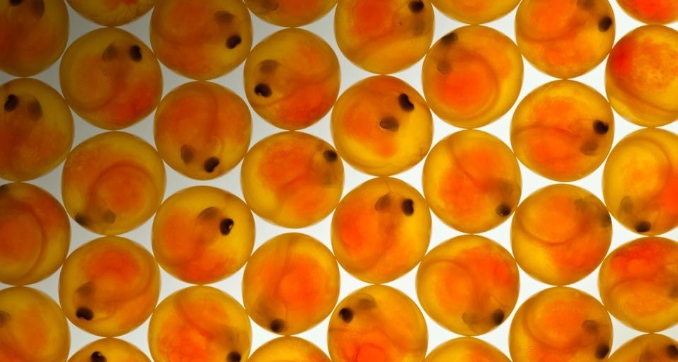 Coho salmon eggs at fish hatchery