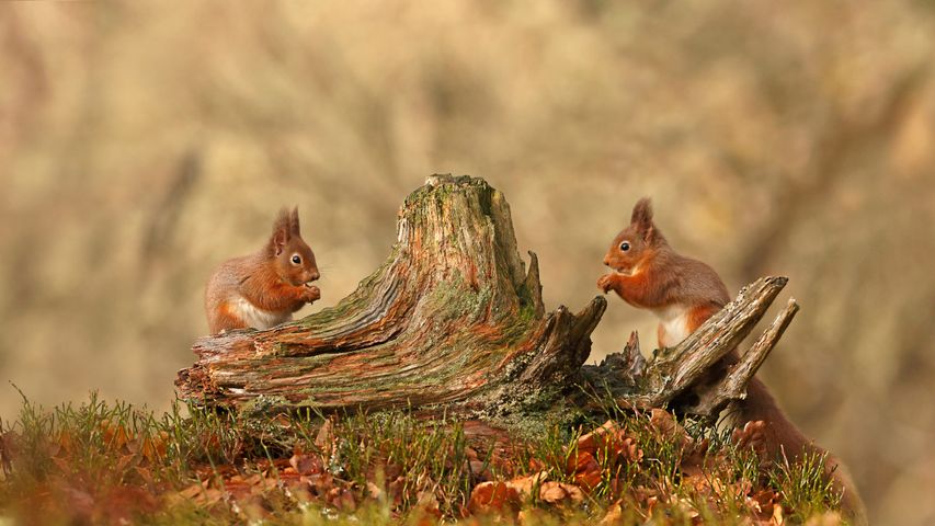 Écureuils roux dans le parc national de Cairngorms, Hautes-Terres, Écosse
