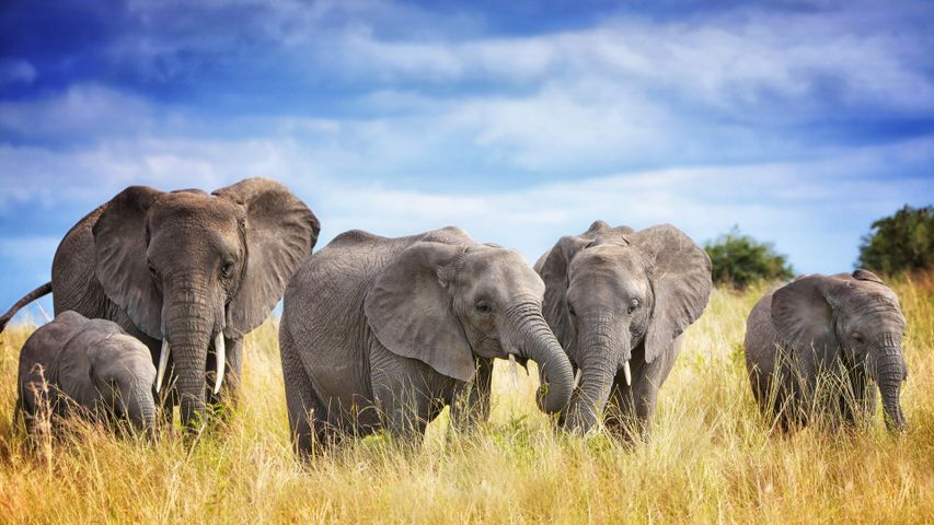 Uma família de elefantes africanos no Parque Nacional Tarangire, Tanzânia