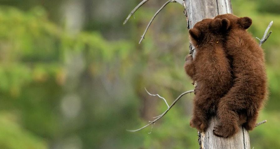 加拿大阿尔伯塔省贾斯珀国家公园内的美洲黑熊宝宝