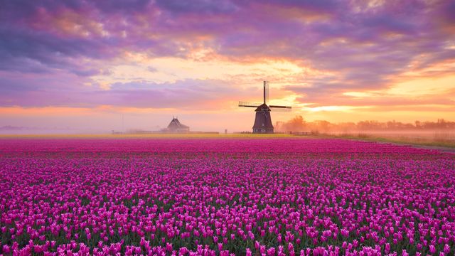 Champs de tulipes, Pays-Bas