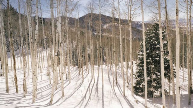 Aspen forest in the Wasatch Mountains, Utah