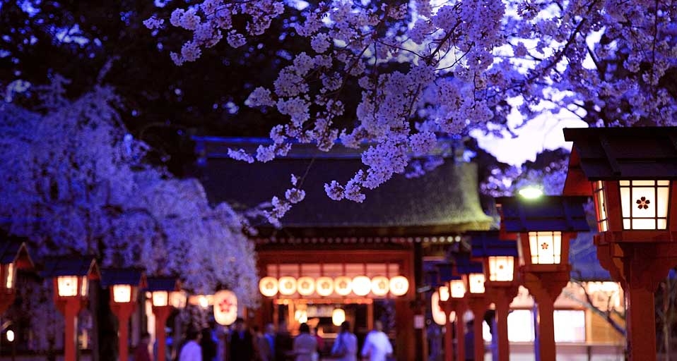 平野神社の夜桜 京都 北区 Bing Photo