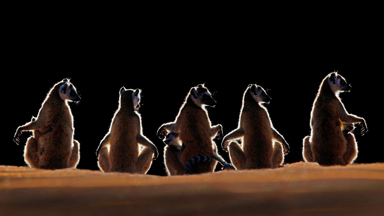 Ring-tailed lemurs in the Berenty Reserve of Madagascar 