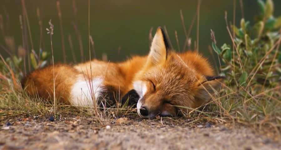 美国阿拉斯加州的红狐