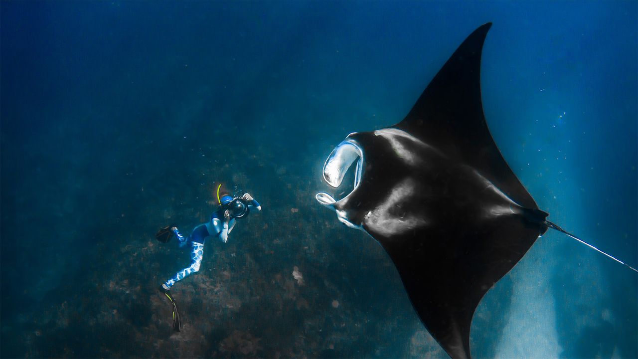 Riesenmanta und ein Fotograf in der Nähe des Ningaloo-Riffs, Australien