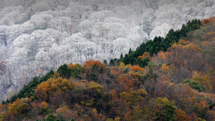 Vorsaisonaler Schneefall trifft auf die letzten Herbstfarben, Japan