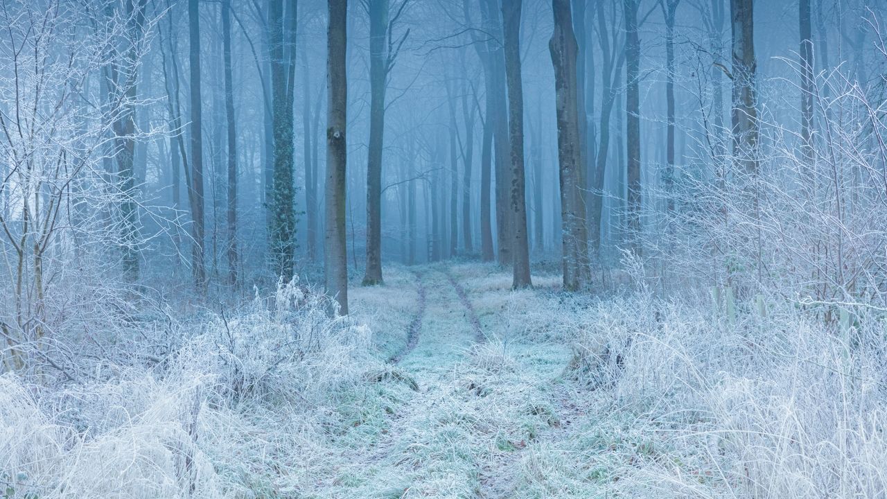Beech woodland in hoarfrost, Cranborne Chase, Dorset, England