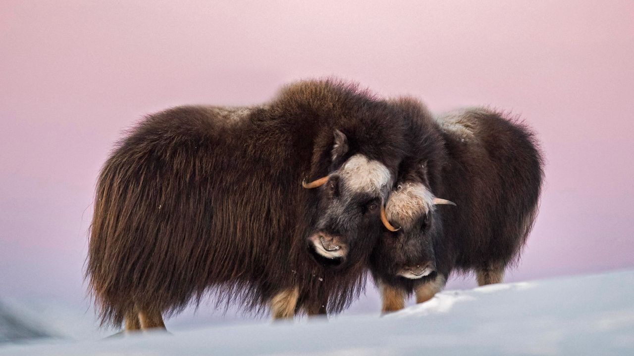 Moschusochsenmutter und Kalb im Dovrefjell-Sunndalsfjella-Nationalpark, Norwegen