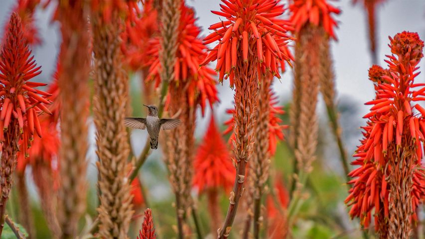 Kolibri inmitten blühender Aloe Vera in Laguna Beach, Kalifornien, USA
