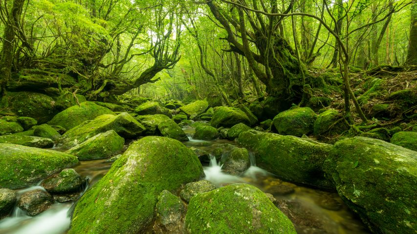 屋久島, 鹿児島県