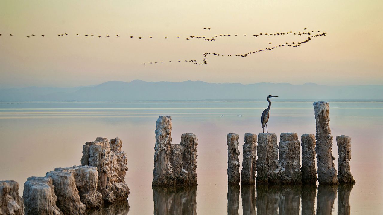 A heron perches on a piling at the Salton Sea in California